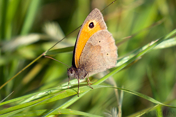 Meadow Brown Butterfly