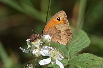 Meadow Brown Butterfly