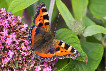 Small Tortoiseshell Butterfly