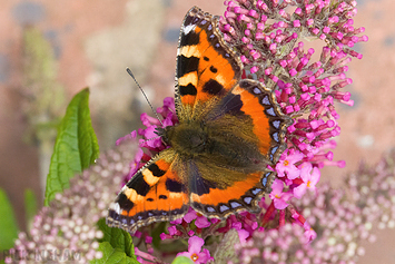 Small Tortoiseshell Butterfly