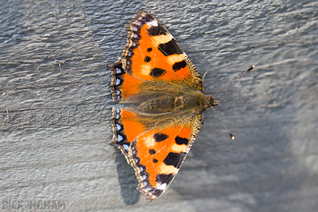 Small Tortoiseshell Butterfly