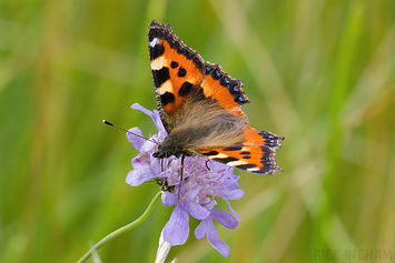 Small Tortoiseshell Butterfly