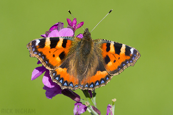 Small Tortoiseshell Butterfly