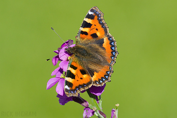 Small Tortoiseshell Butterfly