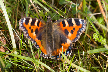 Small Tortoiseshell Butterfly