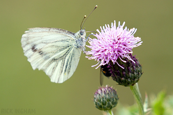 Whites