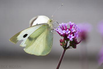 Large White Butterfly