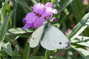 Large White Butterfly