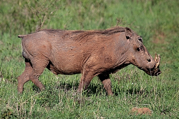 Warthog