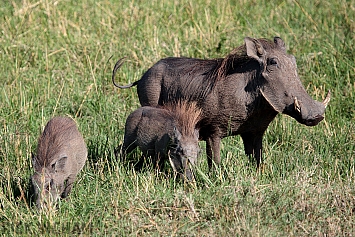 Warthog