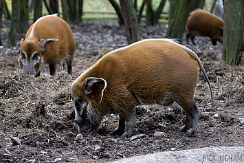 Red River Hog