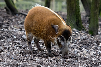 Red River Hog