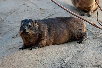 Rock Hyrax