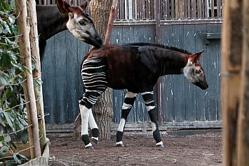 Okapi Calf