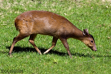 Muntjac Deer