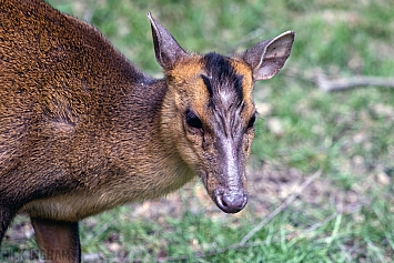 Muntjac Deer