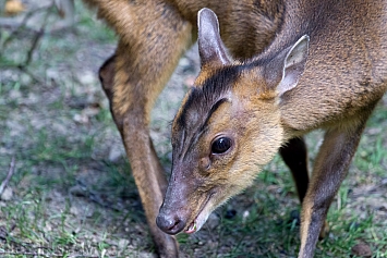 Muntjac Deer