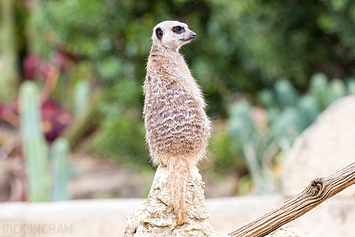 Slender-Tailed Meerkat