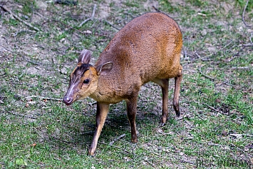 Muntjac Deer