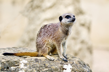 Slender-Tailed Meerkat