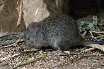 Long Nosed Potoroo