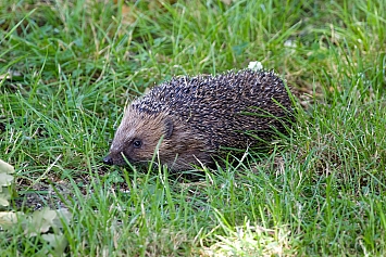 Hedgehog