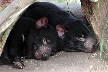 Tazmanian Devil