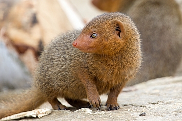 Mongoose | Juvenile