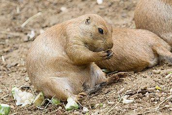 Black-Tailed Prairie Dog