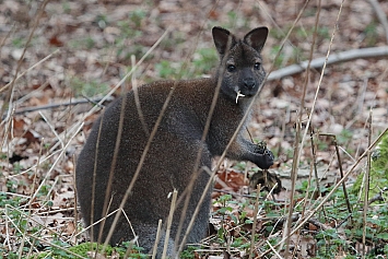 Bennett's Wallaby