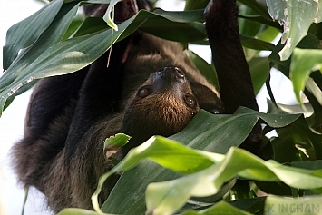 Two-Toed Sloth