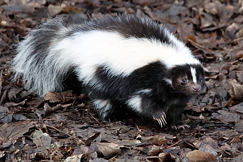 Skunk