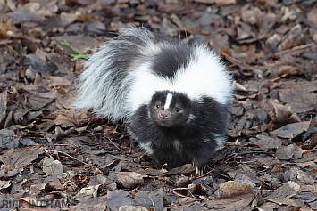 Skunk