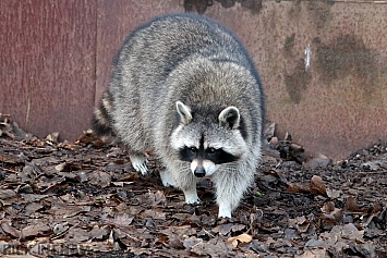 Raccoon