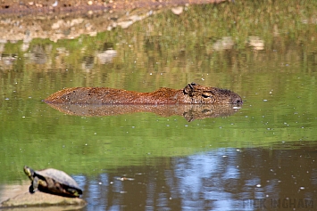 Capybara