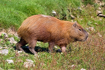 Capybara