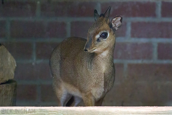 Kirk's Dik-dik