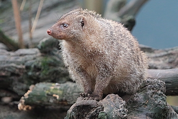 Banded Mongoose