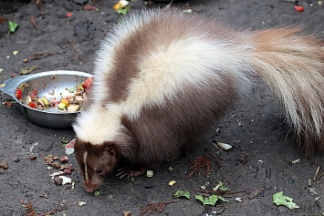 Striped Skunk