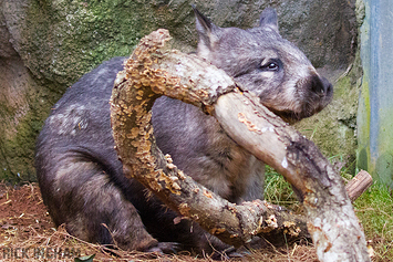 Hairy-nosed Wombat