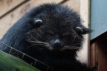 Palawan Binturong