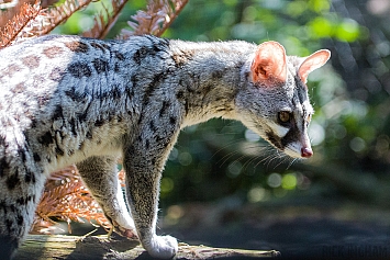 European Genet