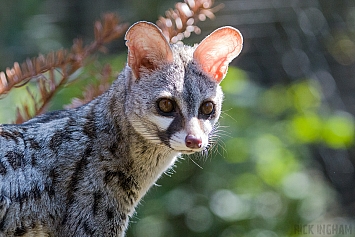 European Genet