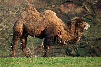 Bactrian Camel