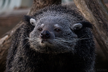 Binturong