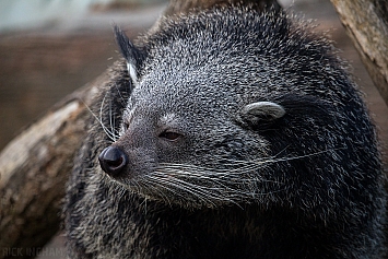 Binturong