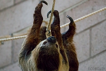 Two-toed Sloth