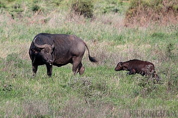 African Buffalo