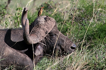 African Buffalo