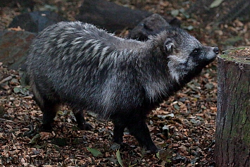 Raccoon Dog